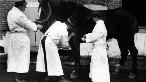 Black and white image of a horse being treated by three veterinary professionals